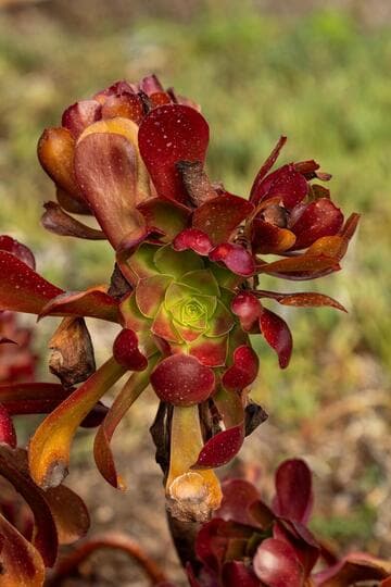 Aeonium 'Garnet'