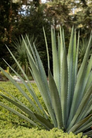 Agave lechuguilla