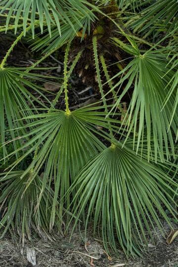 Chamaerops humilis