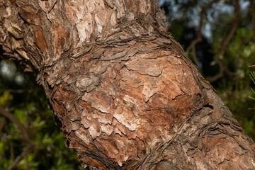 Pinus densiflora 'Pendula'