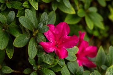 Rhododendron 'Roblef' Autumn Sundance™