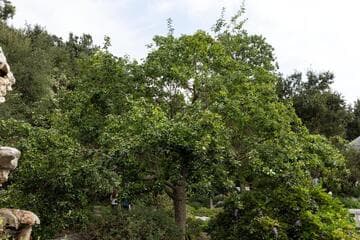 Chionanthus retusus