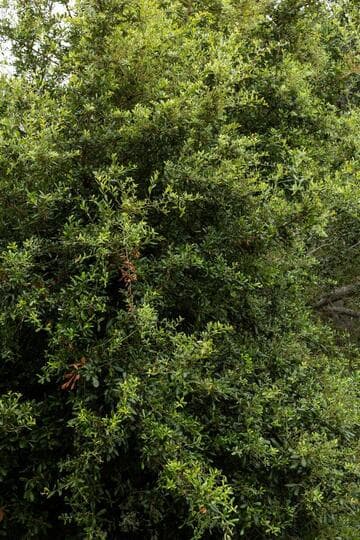Quercus virginiana