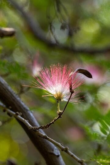 Calliandra surinamensis