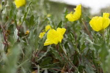 Oenothera macrocarpa ssp. incana