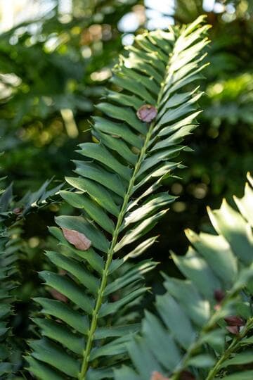 Encephalartos ferox