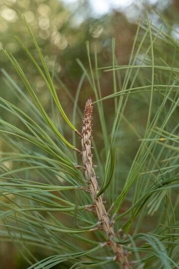 Pinus torreyana ssp. insularis