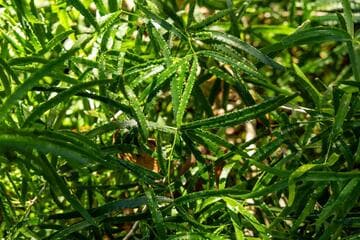 Asparagus falcatus