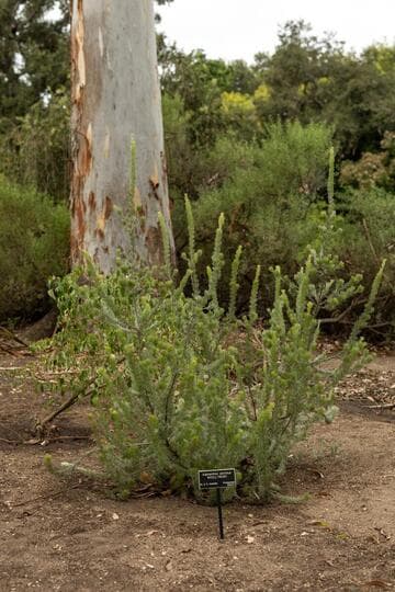 Adenanthos sericeus