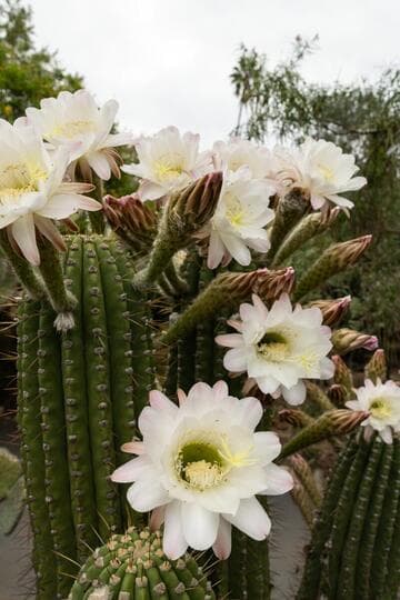 Echinopsis robinsoniana