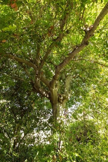 Cupaniopsis anacardioides