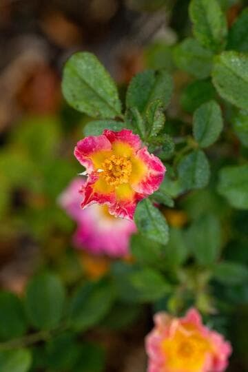 Rosa 'Watercolor Home Run'