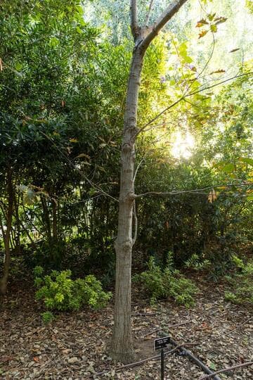 Quercus velutina
