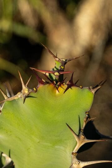 Euphorbia cactus