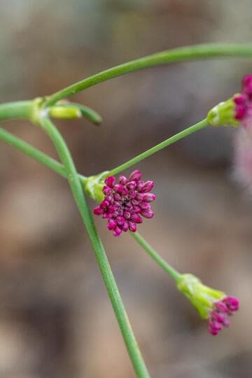 Eriogonum grande var. rubescens