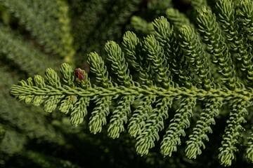 Araucaria heterophylla 'Glauca'