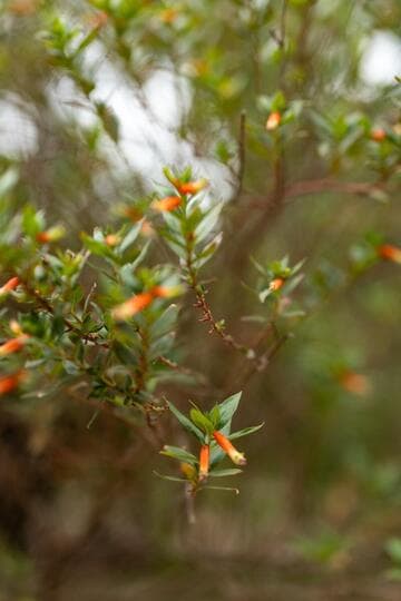 Cuphea 'David Verity'