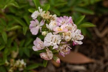 Rosa 'High Country Mignonette'