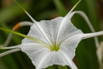 Hymenocallis