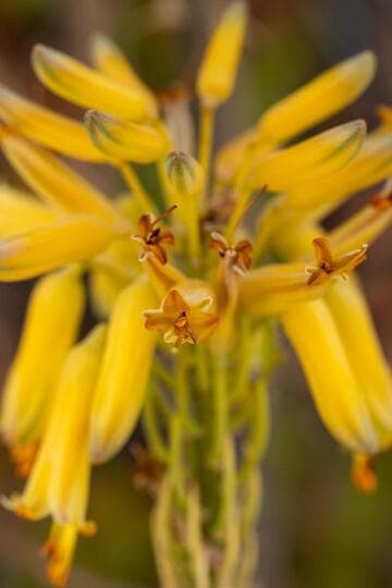 Aloe 'Sophie'