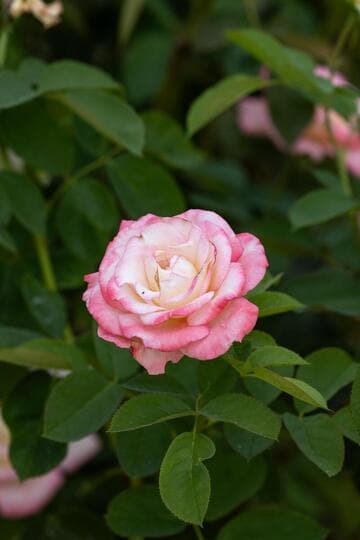Rosa 'Secret'