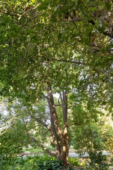 Camphora officinarum