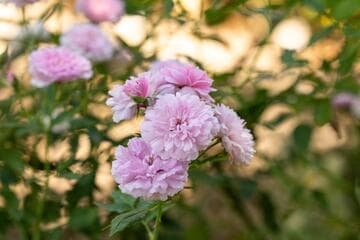 Rosa 'Pink Pet'