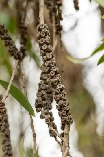 Melaleuca quinquenervia