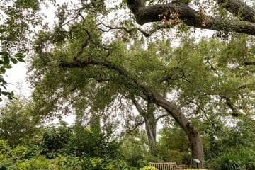 Quercus agrifolia