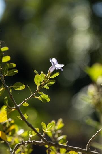 Ruellia insignis
