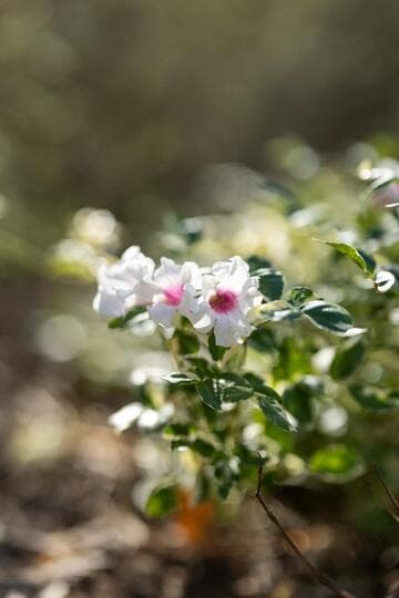 Pandorea jasminoides 'Charisma'