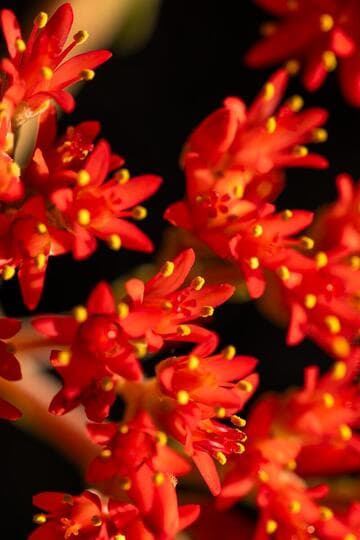 Crassula perfoliata var. falcata