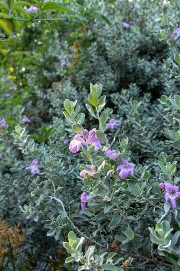 Leucophyllum frutescens