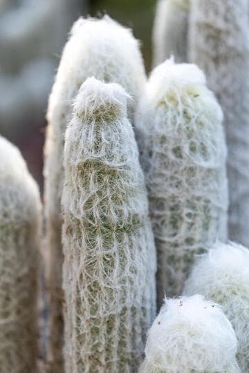 Espostoa nana