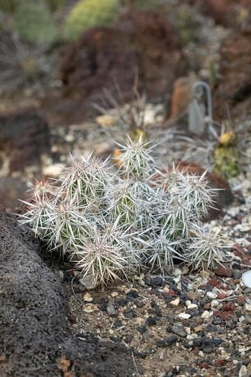 Corynopuntia clavata