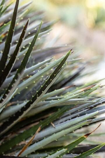 Dyckia 'Alice'