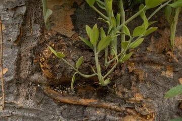 Agathis robusta