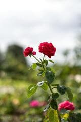 Go to image 2.