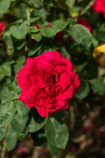 Rosa 'Alec's Red'