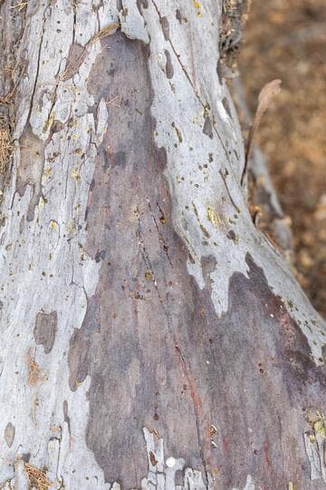 Cupressus guadalupensis