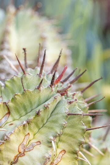 Euphorbia horrida var. major