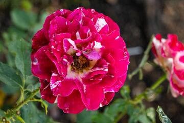Rosa 'George Burns'