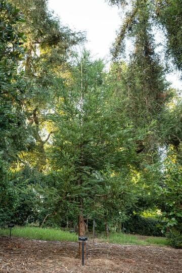 Sequoia sempervirens 'Aptos Blue'
