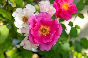Rosa 'True Gratitude'