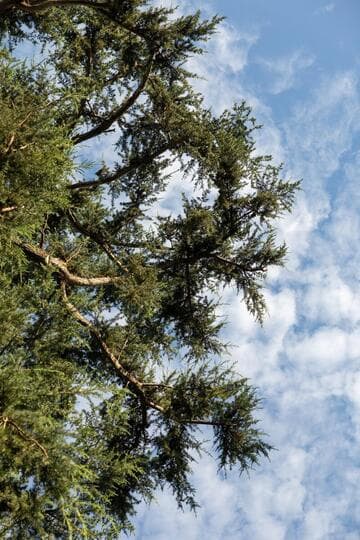 Cedrus deodara