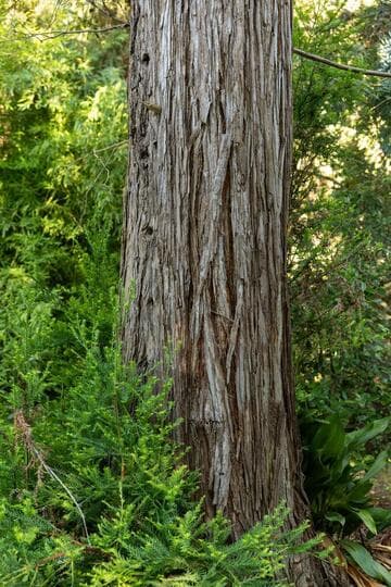 Sequoia sempervirens