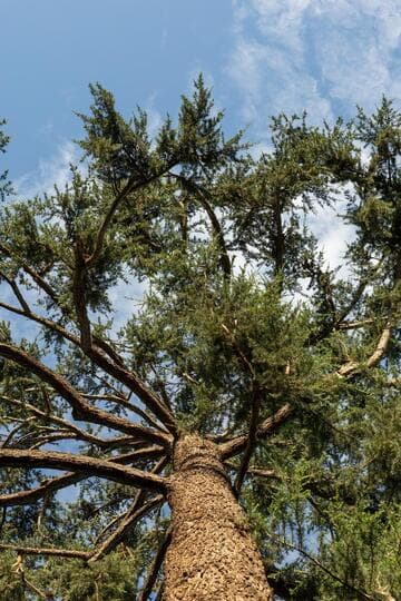 Cedrus deodara