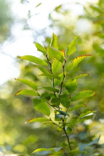 Carpinus betulus