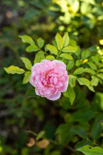 Rosa [Newport™] = 'POULma'