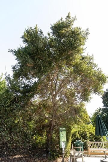Quercus agrifolia
